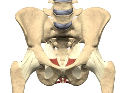 pelvico